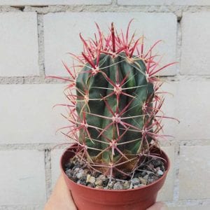 espèces de cactus