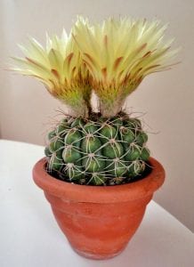 espèce de cactus qui donne des fleurs