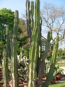 grandes espèces de cactus