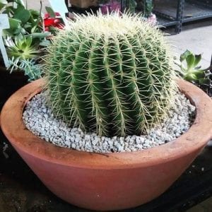 espèce de cactus boule