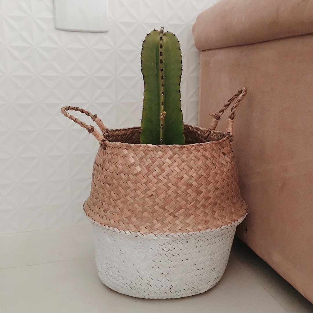 cactus dans un panier décoratif