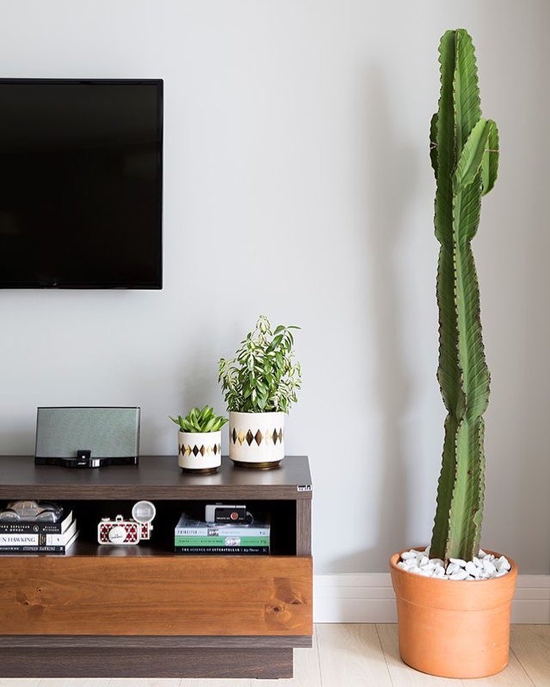 décor de chambre de cactus