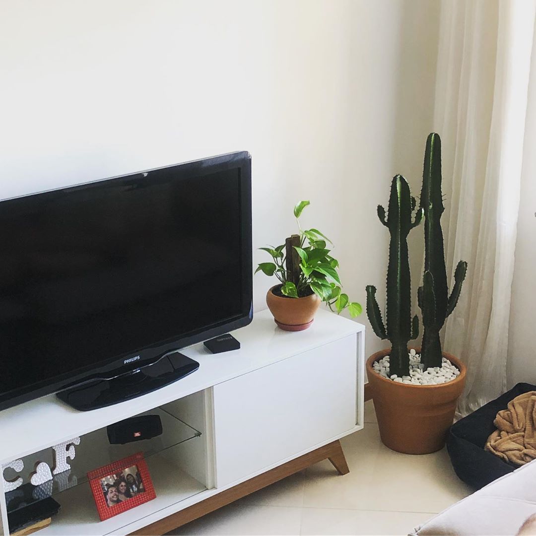 cactus dans le décor de la chambre