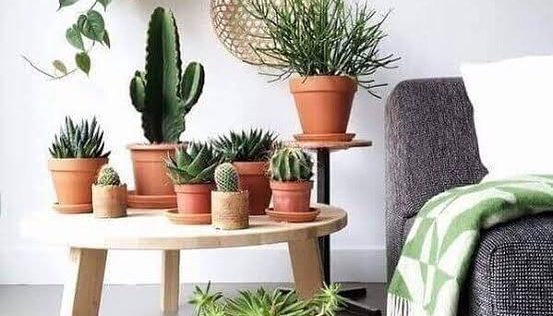 vasos em formatos variados com cactos