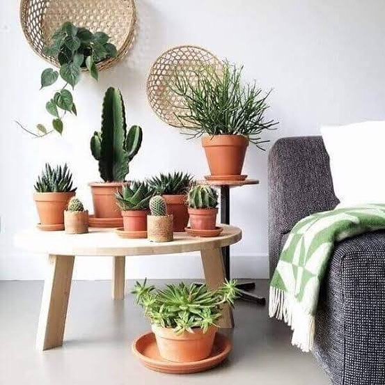pots de différentes formes avec des cactus