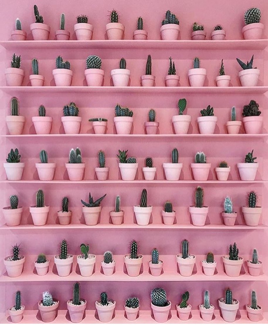 mur de cactus avec étagères roses