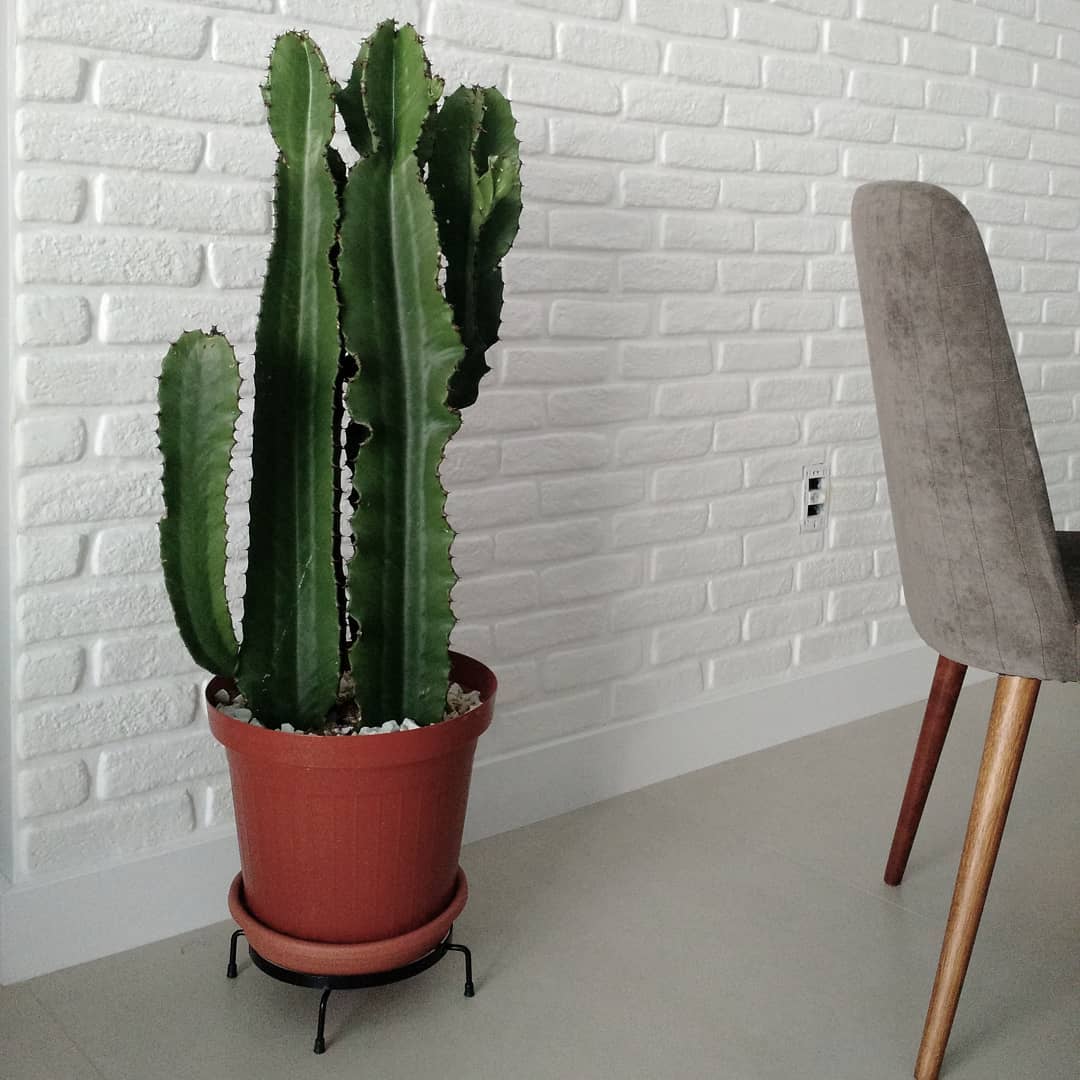 grand cactus dans la chambre avec mur de briques