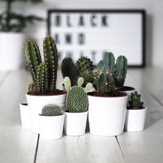 assortiment de cactus en pots