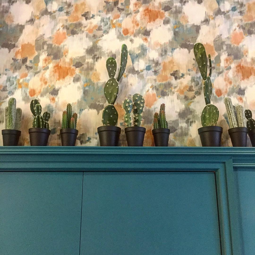collection de cactus sur le dessus des meubles