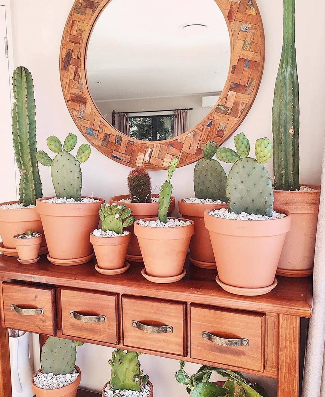 cactus assortis sur le dessus des meubles
