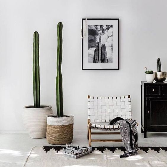 cactus dans des paniers décoratifs décor minimaliste