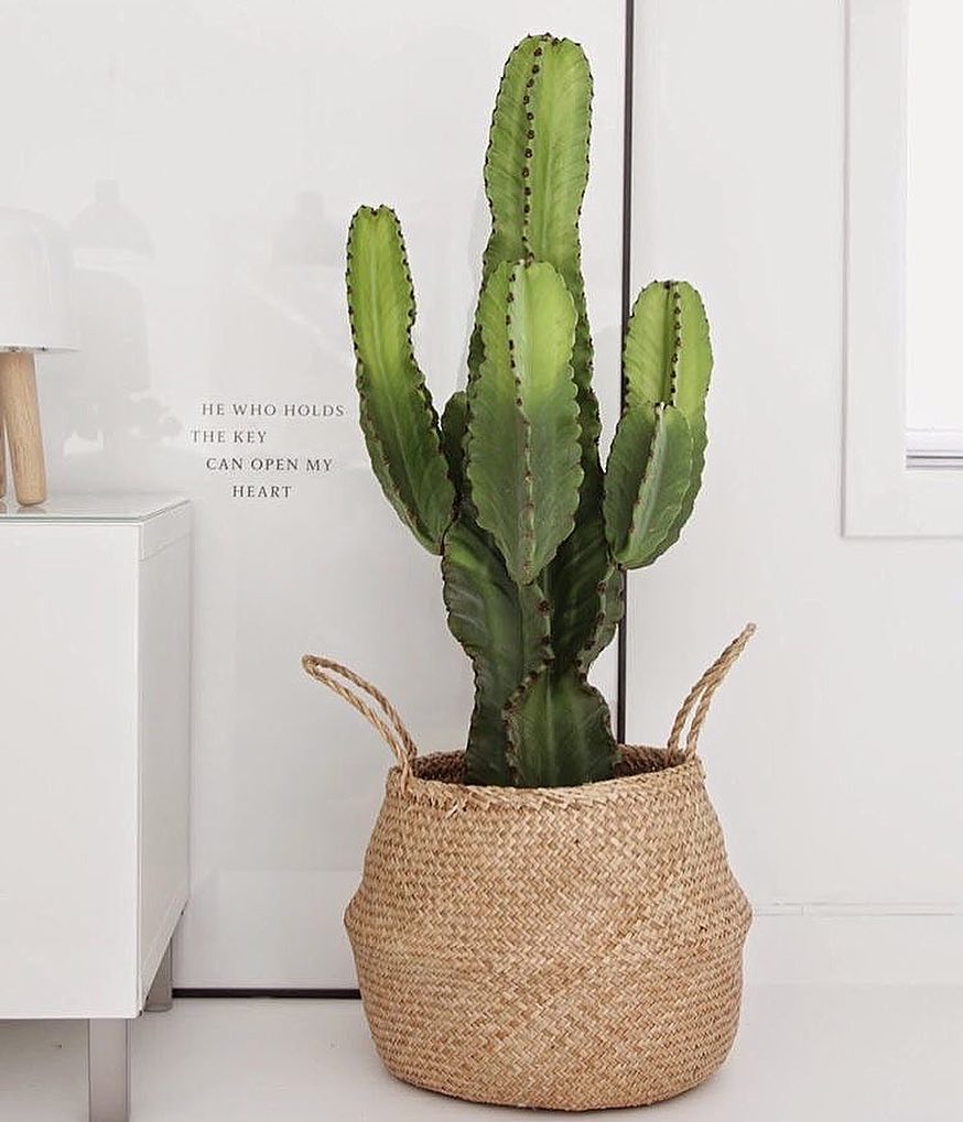 cactus dans un panier de paille en décoration