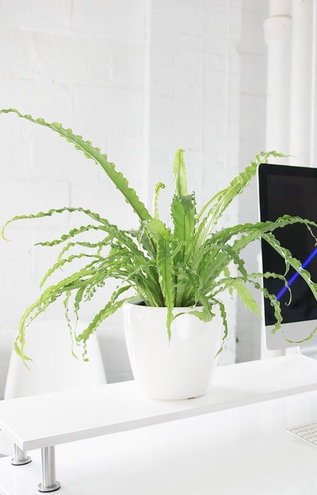 La fougère peut décorer la table de bureau avec beaucoup de charme