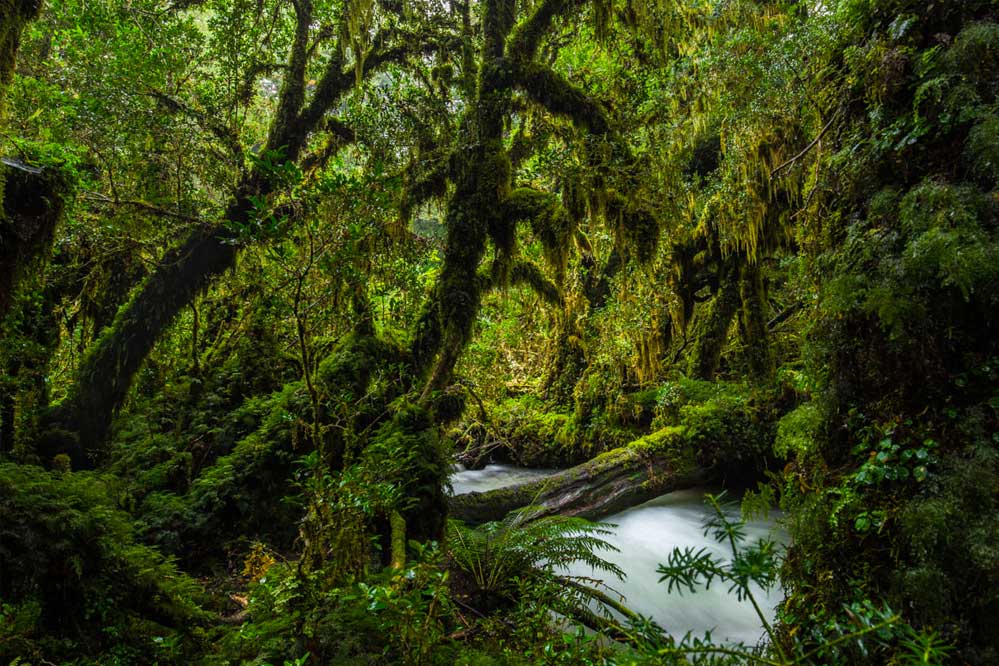 Forêt valdivienne au Chili