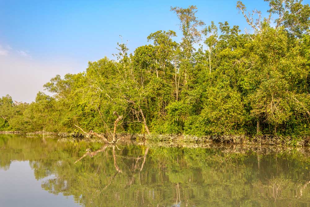Parc des Sundarbans