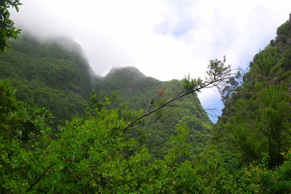 Forêt de nuages ​​de l'Équateur
