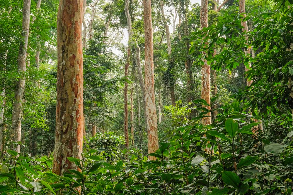 Forêt du Congo