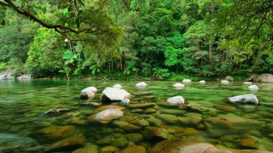 Floresta Costa Rica